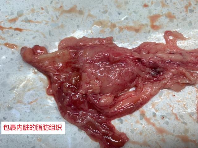 立达七彩过背金龙价格,立达过背金龙在哪买