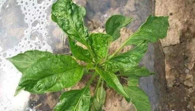 教你三秒识别细菌真菌病毒病,一个打火机轻松搞定