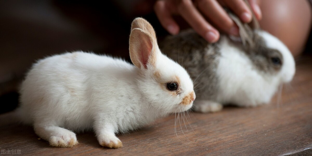 鍏斿瓙渚夸究鎬庝箞澶勭悊,鍏斿瓙渚夸究涓婃湁榛忔恫