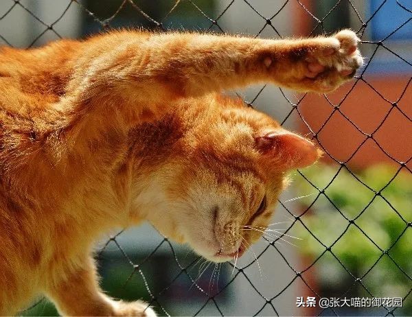 猫咪总喜欢咬自己的毛,猫咪总喜欢咬主人