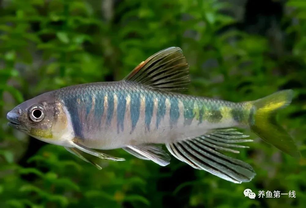 马口鱼又香又脆,马口鱼有灵性吗