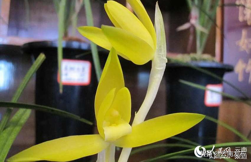 我国十大名花中花中之王是兰花,云南八大名花之兰花