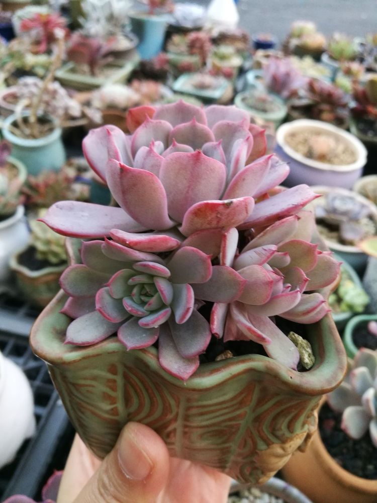 误打误撞的多肉情缘,带我走进多肉小世界!