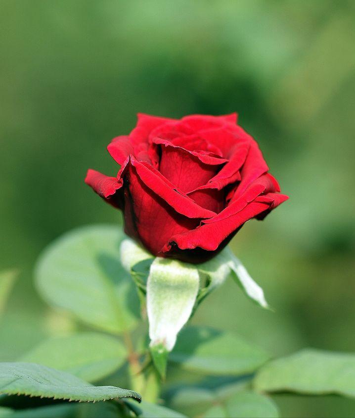 花店玫瑰是哪里来的,花店的玫瑰花是现成的吗