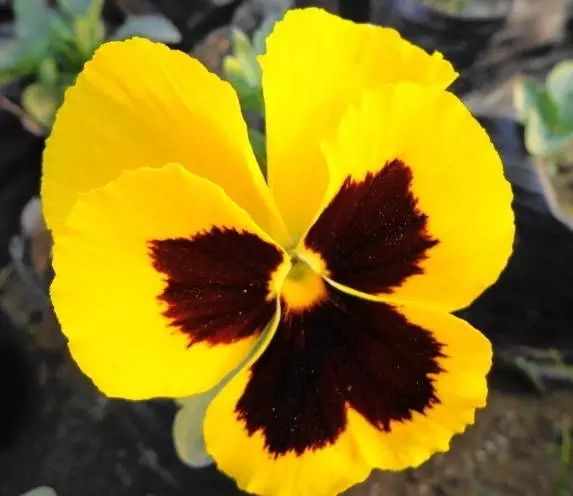 三色堇是一种花吗,鬼脸花三色堇