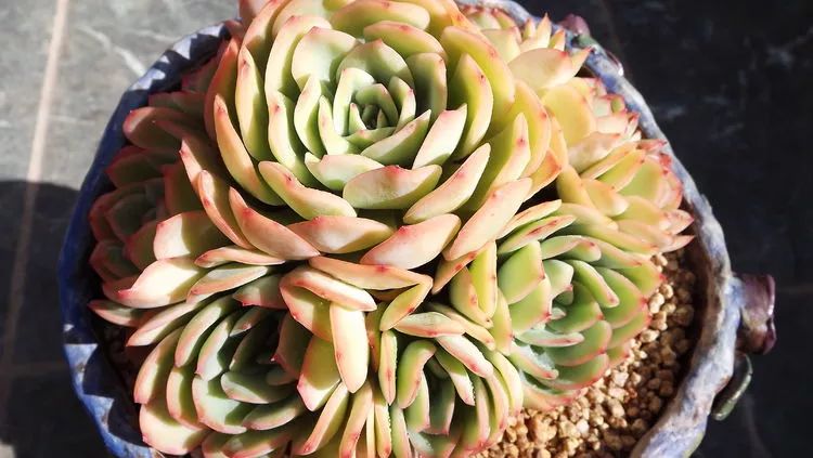 爱机车，爱多肉，宝妈花姐的诗和远方