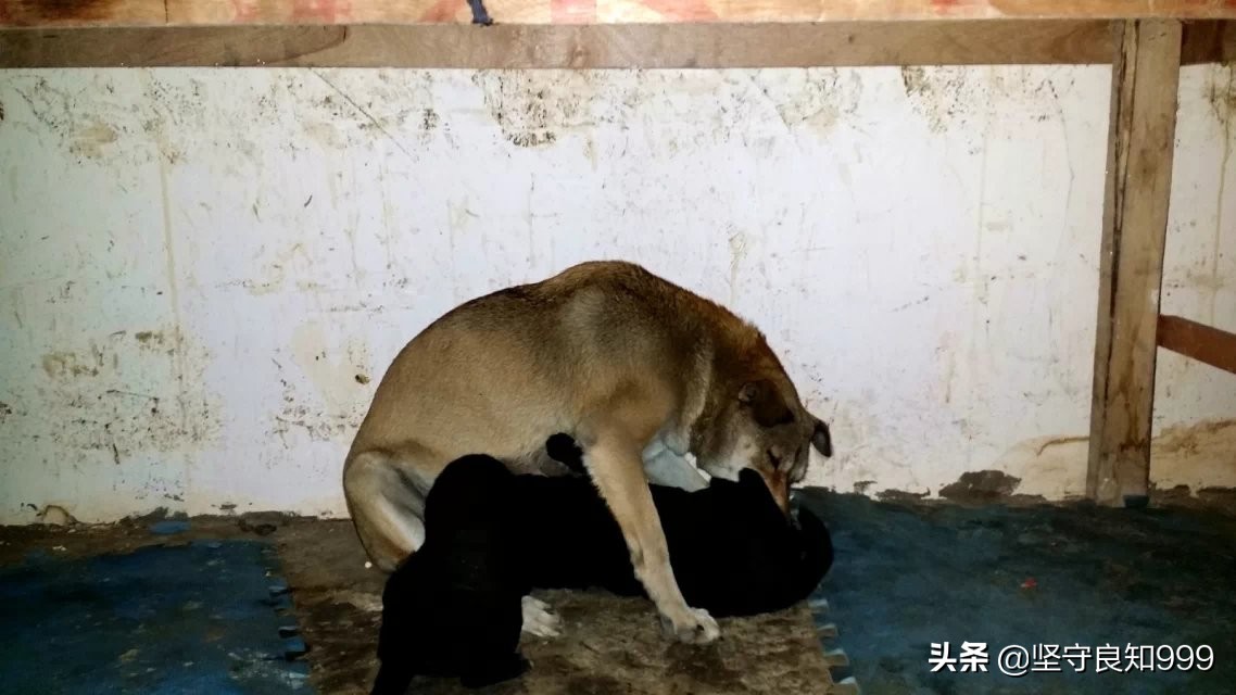 被遗弃的狗母子,被丢弃的母狗