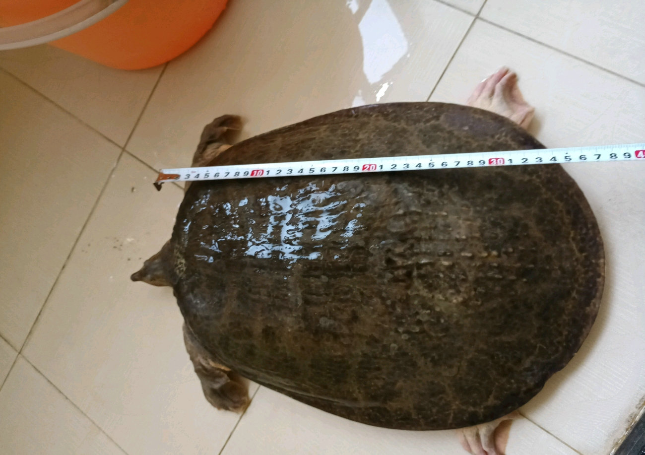 钓友钓鳖,野钓钓到野生老鳖