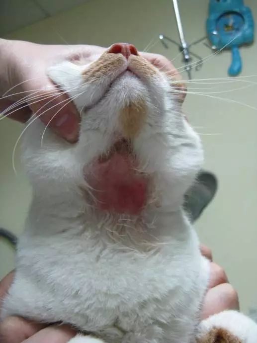 关于EGC身为铲屎官的你知多少？各种皮肤病都可能是EGC！