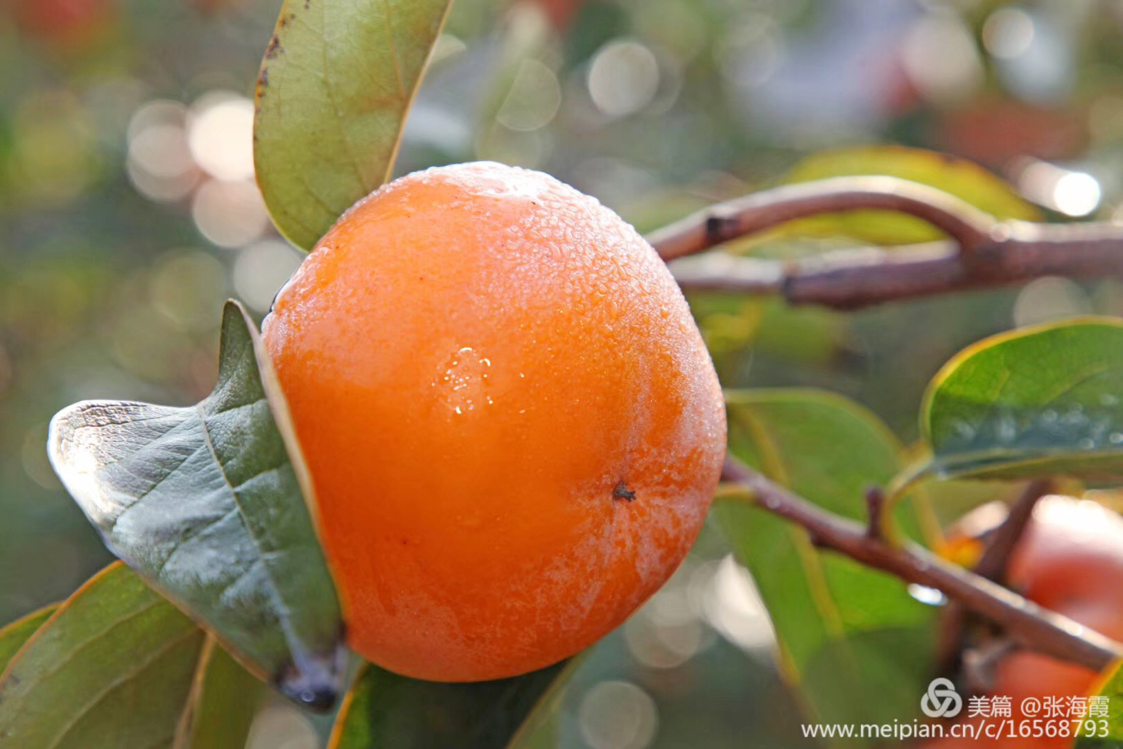 这一宝被称为“果中圣品”这些食用要点，值得一看
