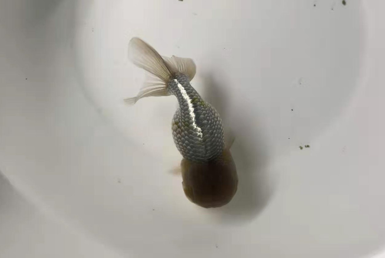 金鱼常见鱼病与治疗方法,预防金鱼鱼病的最佳方法