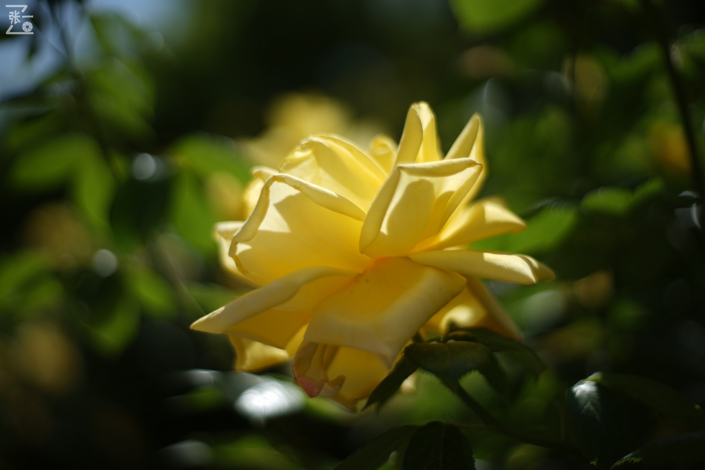 凤凰国产50mm镜头,凤凰索尼e口镜头