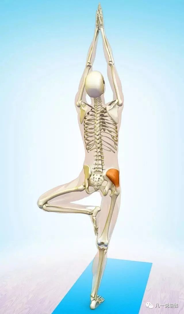 臀部宽瘪的翘臀训练教程,翘臀和臀部紧实的动作