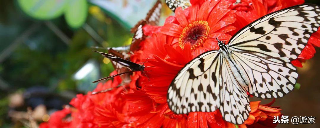 机场转机2小时能出去玩吗,机场变景区