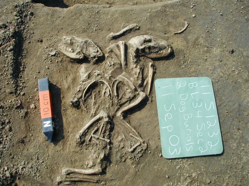 狗的不同品种长得千差万别,它们都是狼的后代吗?