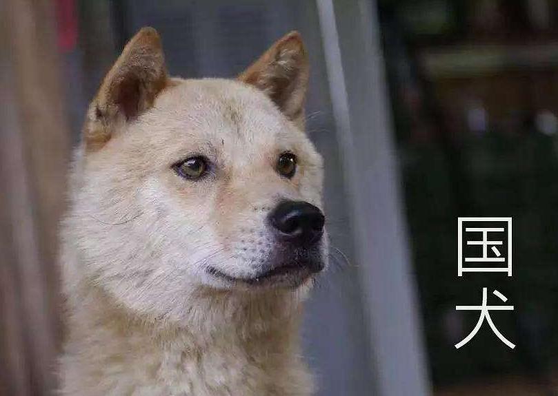 什么狗狗最好养也会保护主人,最忠诚和保护主人的狗