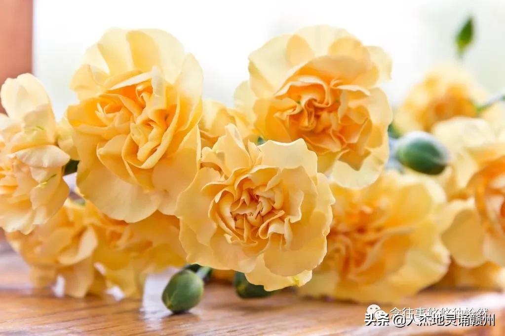 致敬母亲谁言寸草心报得三春晖,谁言三春晖报得寸草心的意思