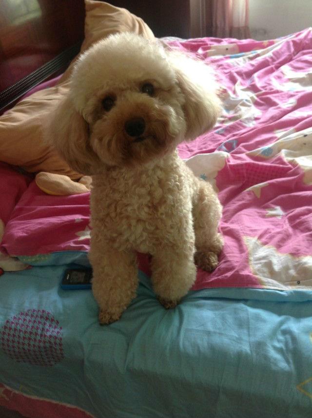 怎样挑选适合泰迪的狗粮,怎么挑选正宗泰迪幼犬狗粮