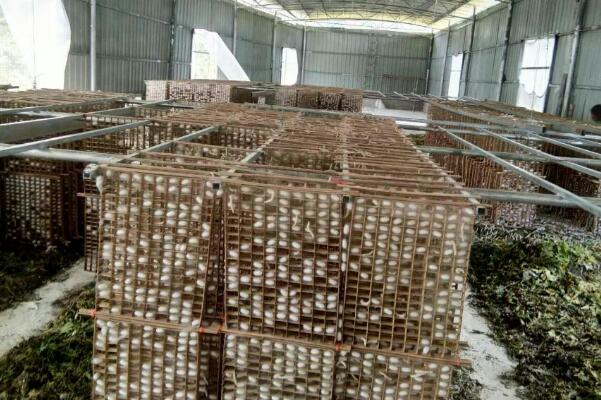 农民养蚕秘方,农户养蚕的方法和步骤图