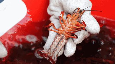 洗小龙虾怎么防止被抓,洗小龙虾用虾粉怎么洗