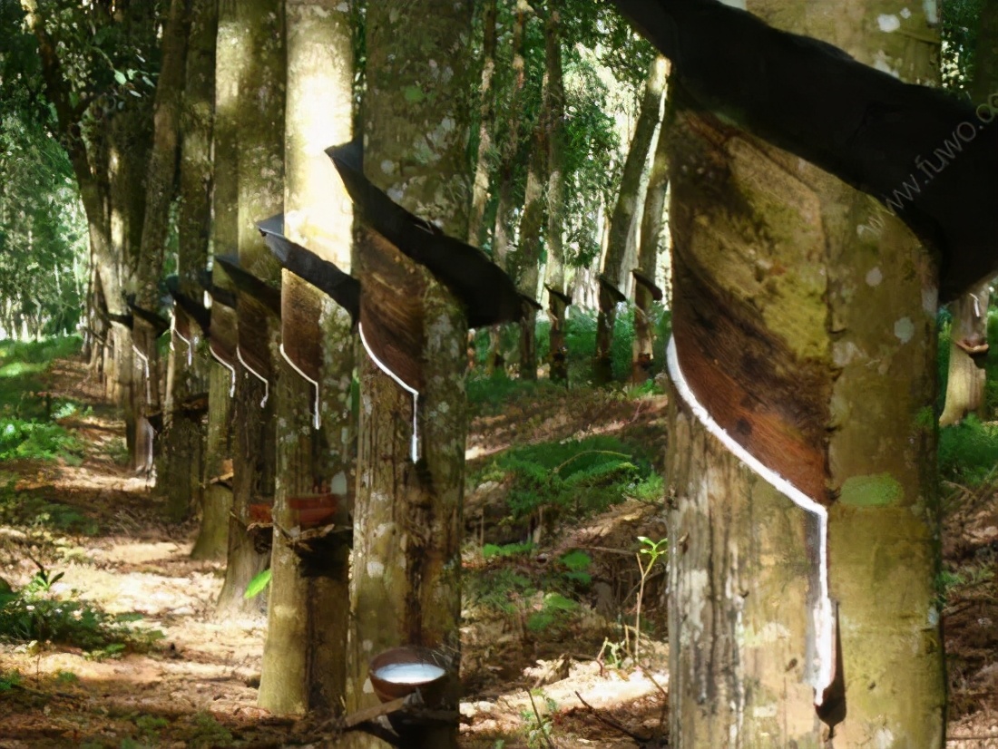 大象迁徙事件始末,大象迁徙为什么又回去了