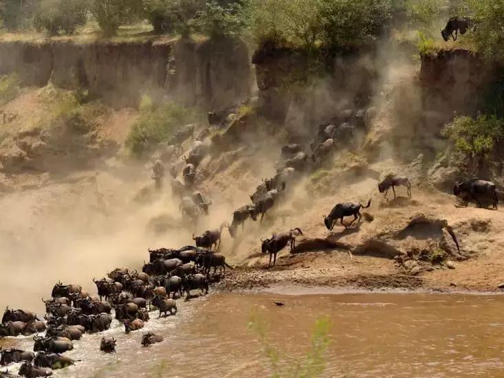 角马和斑马大迁徙,动物世界东非角马大迁徙完整视频