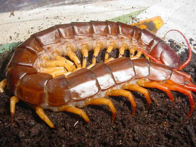 世界最恐怖的十大蜈蚣,十大最毒蜈蚣排名