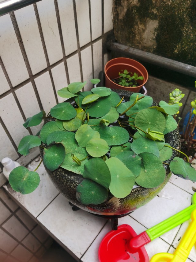 水培碗莲从发芽到开花需要多久,碗莲种子只长叶不开花怎么回事