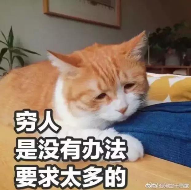 花一万元给猫割双眼皮,医生辟谣给猫割双眼皮