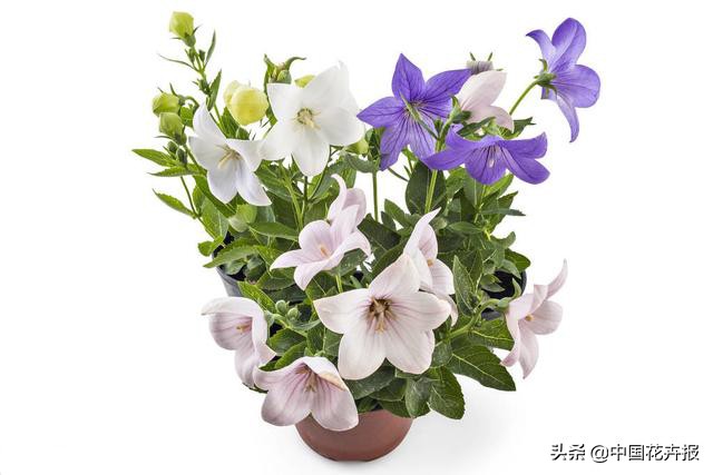 又到了吃桔梗、赏桔梗的好时节，你准备好了吗？