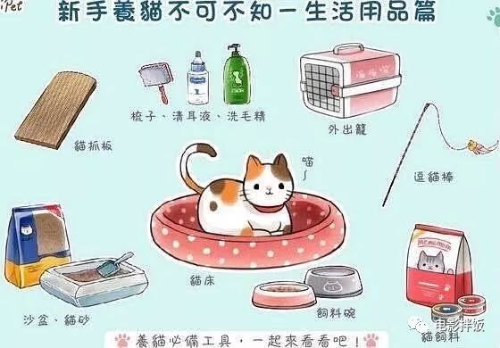 养猫怎么喂养小猫,新手养猫准备接猫咪需要买什么