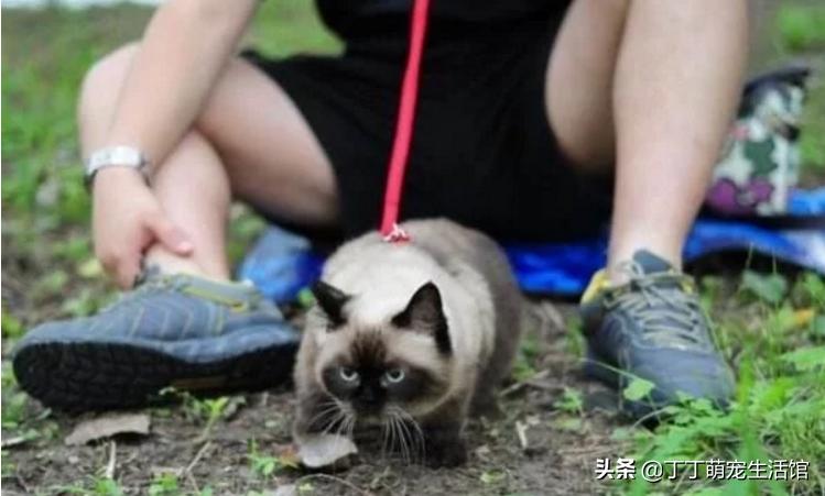 遛猫怎么才能让它不乱跑,遛猫怎么防止猫咪跑丢