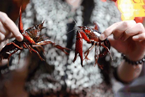 奇葩养宠物,可以合法饲养的奇葩宠物