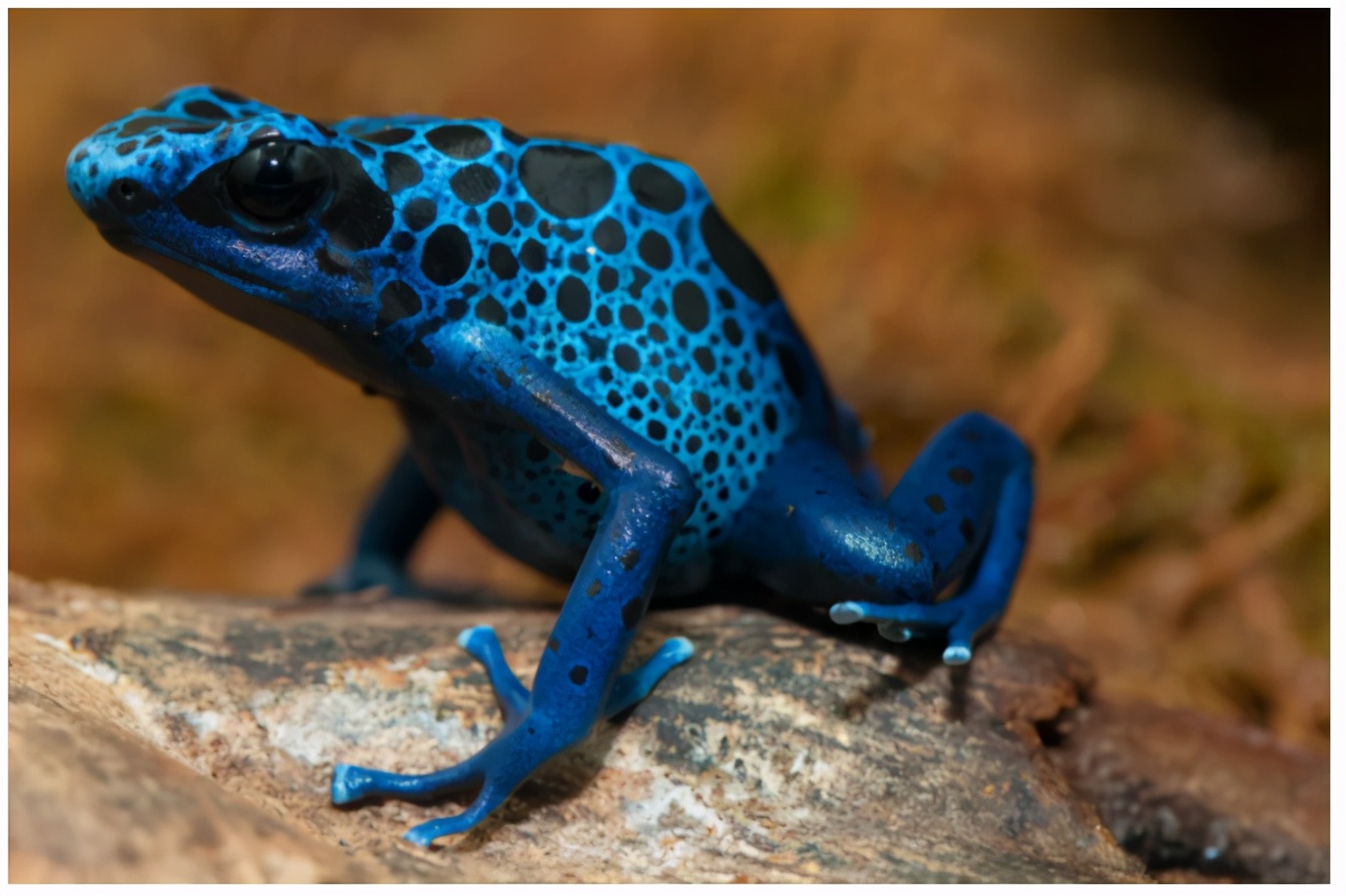 生态缸老水缸,生态缸老死鱼怎么回事