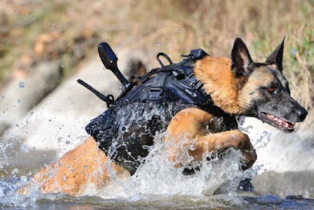 斑点狗要长几个月成大狗,斑点狗多大斑点就定型了