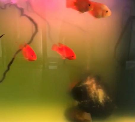 鱼缸绿水用什么比较好,怎样才能把鱼缸里的水养成嫩绿水