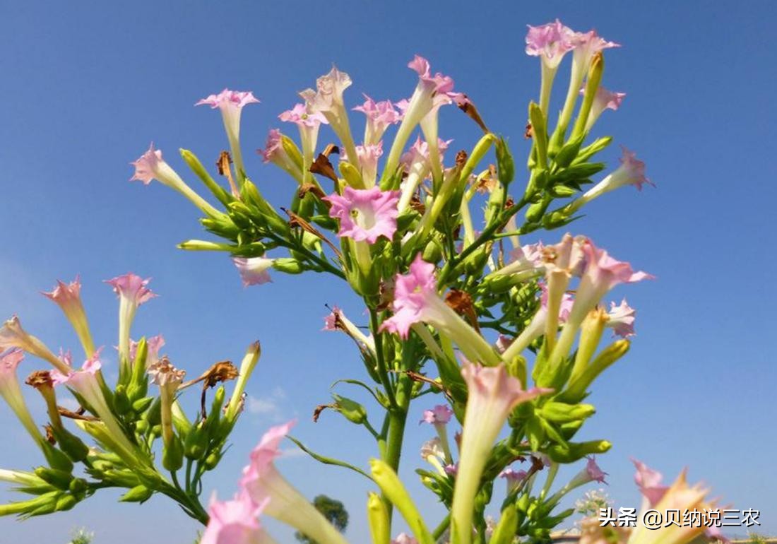 西瓜育苗苗床可以覆盖塑料薄膜吗,育苗苗床上面可以铺塑料薄膜