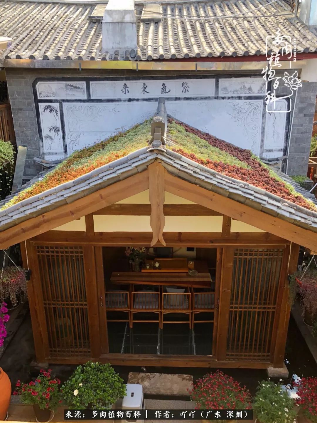 涓冨僵浜戝崡澶氳倝,浜戝崡澶氳倝涔嬫梾