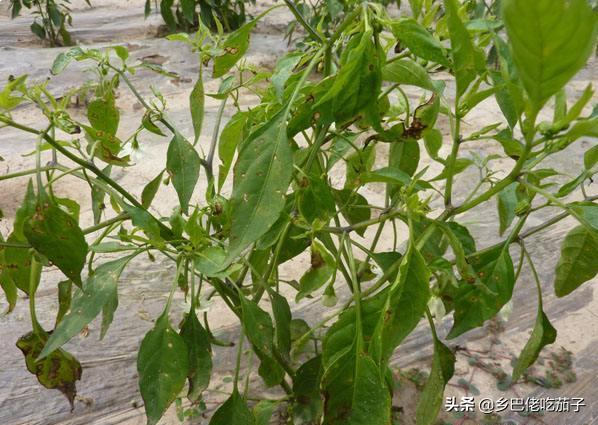 辣椒根腐烂防治方法,辣椒得了根腐病应怎么治疗