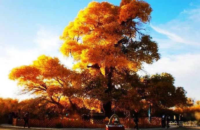 成都到额济纳胡杨林自驾旅游攻略,自驾胡杨林额济纳旗开什么车