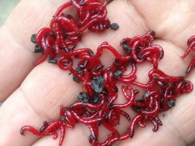 钓鱼王红虫饵料开饵教程,冬天钓红虫饵料配方