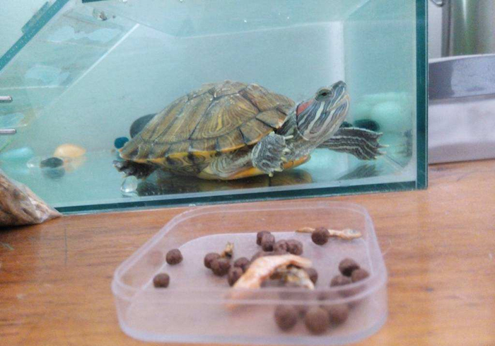 乌龟咬到人怎么样才能让乌龟松口,手被乌龟咬了视频