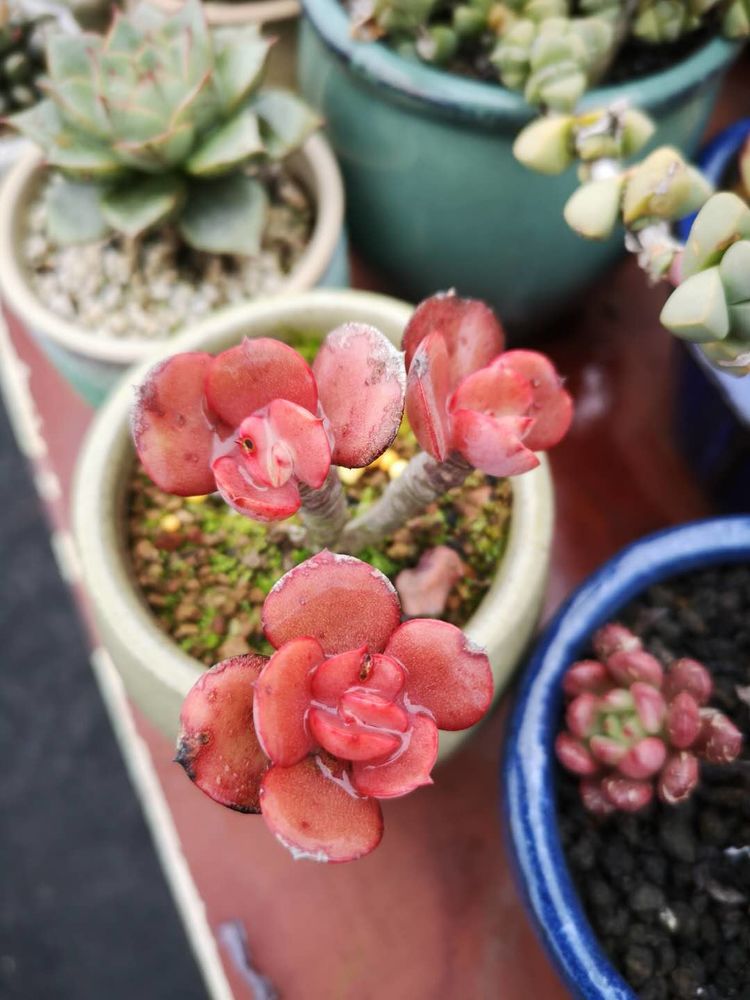 误打误撞的多肉情缘,带我走进多肉小世界!