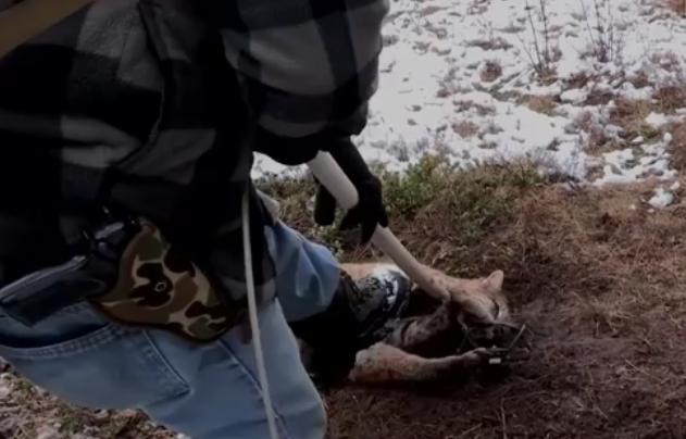 救援被捕兽夹夹住的男子,野生猞猁被人类救助