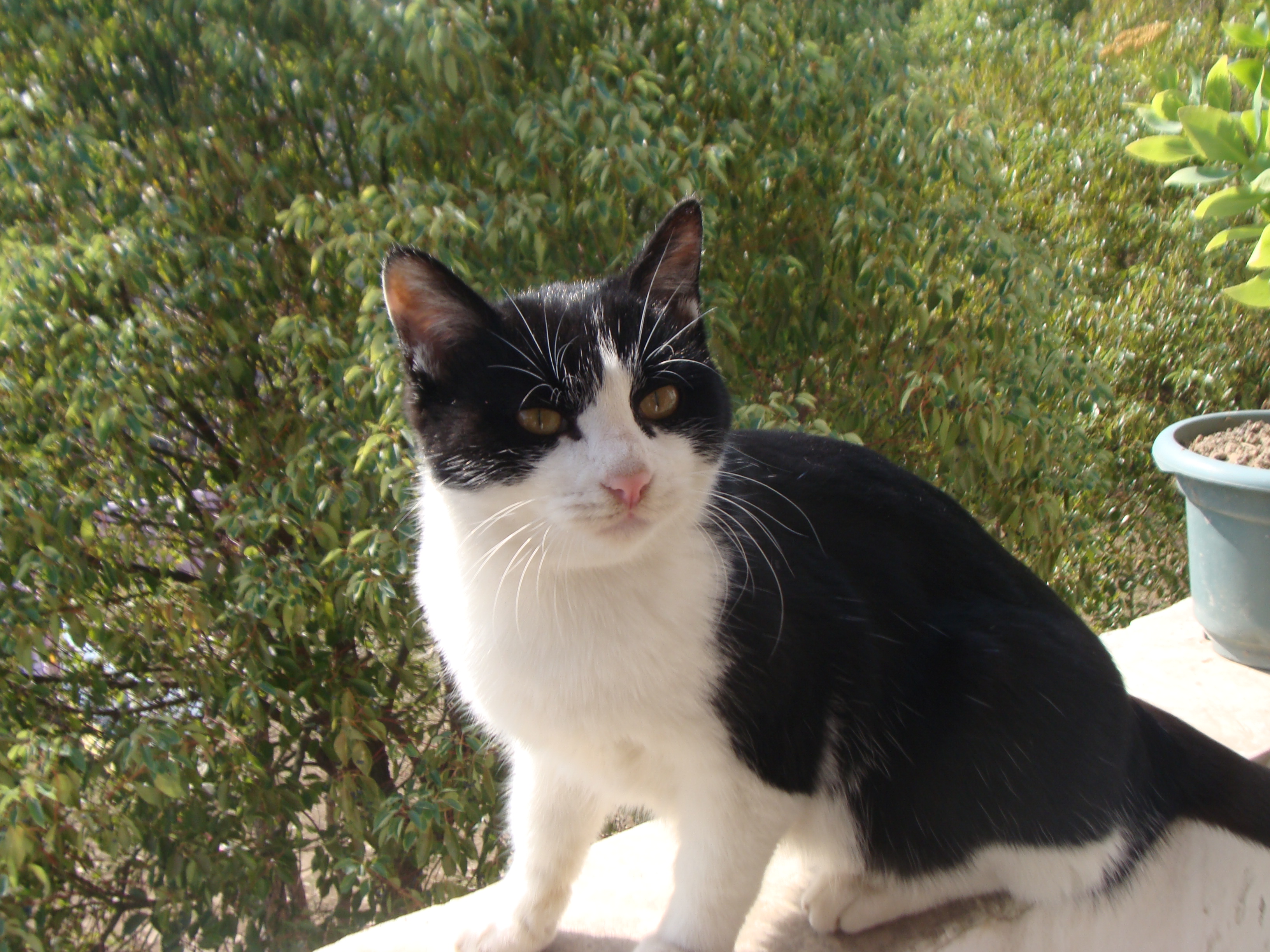 又是一年五一了，想念我的第一只宠物猫，小小黑猫警长猫咪