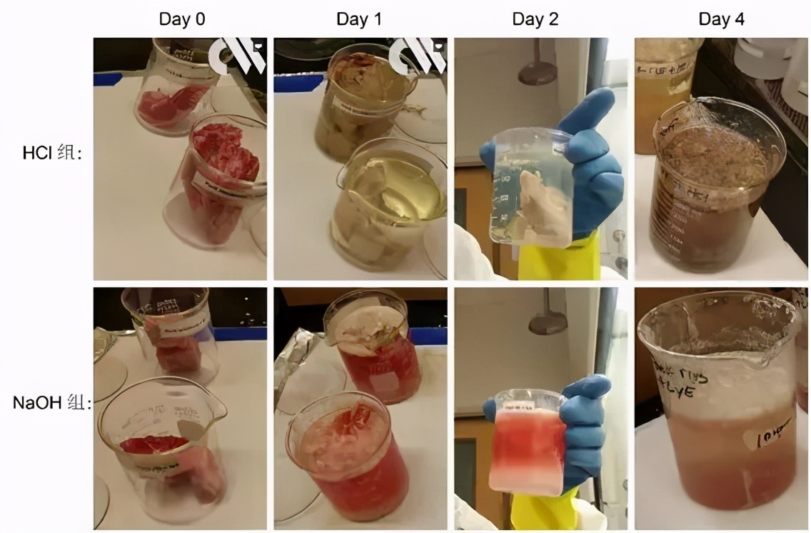 寮洪吀寮虹⒈鑳芥秷闄ゅ案浣撳悧,寮洪吀寮虹⒈鐪熻兘璁╁案浣撴秷澶辨棤韪悧