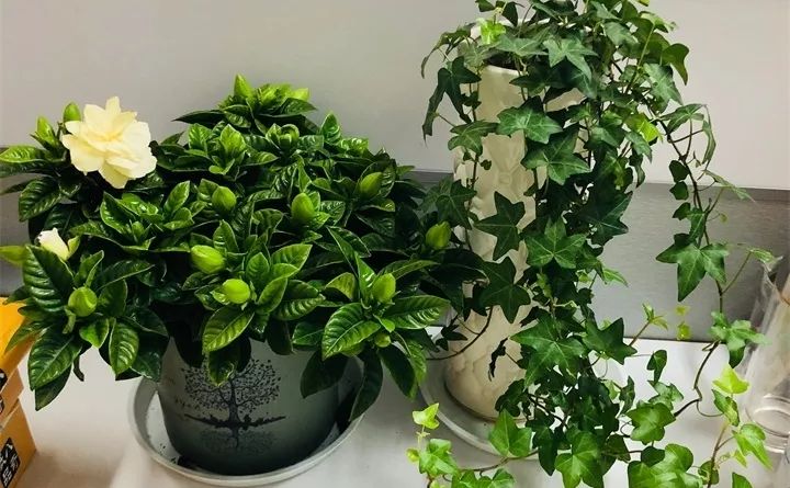 盆栽花发蔫什么原因,买回来的花很快就蔫的原因