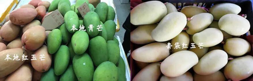 芒果树最甜的品种,芒果树哪种品种好吃