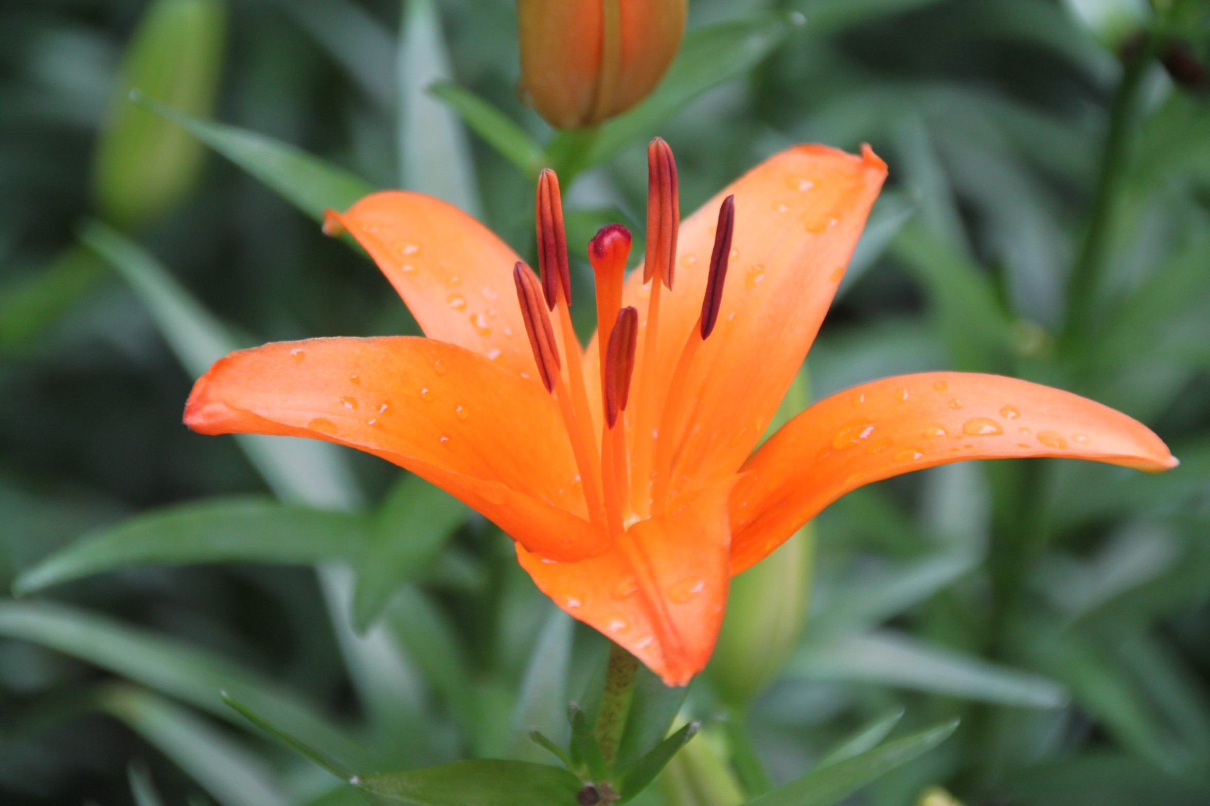 百合病有什么危害和症状图片大全,百合病害如何治疗好得快一点