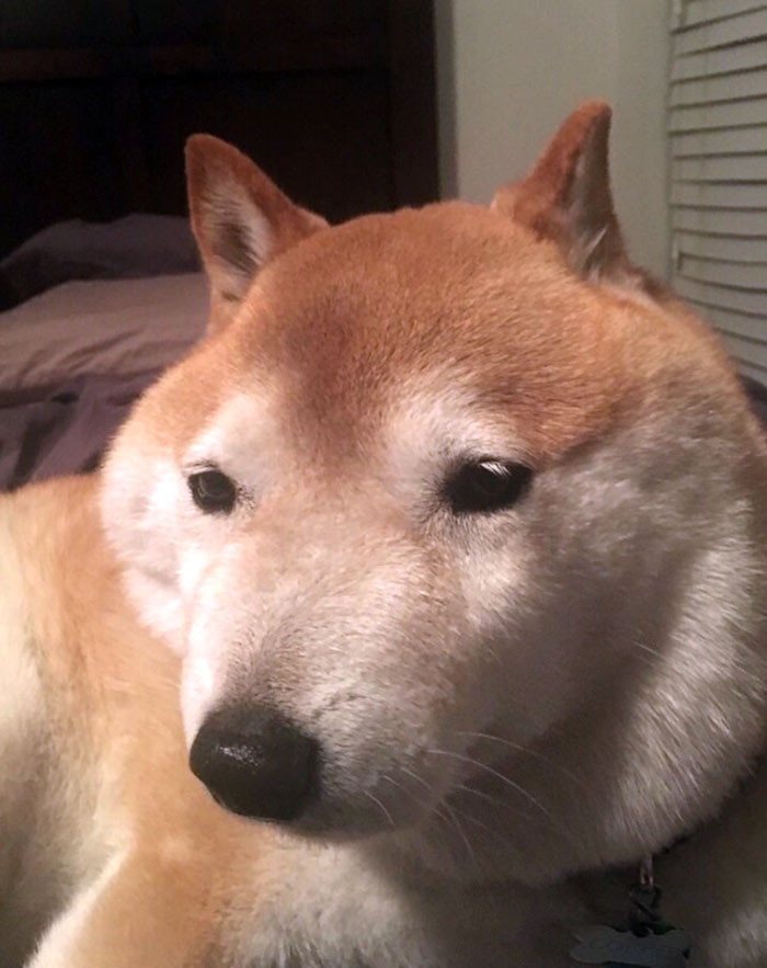 狗狗被蜜蜂蛰成双下巴,狗狗被蜜蜂蛰委屈的脸